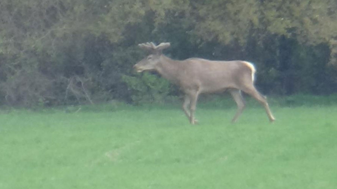 Yiyecek arayan iki geyik kameraya yansıdı
