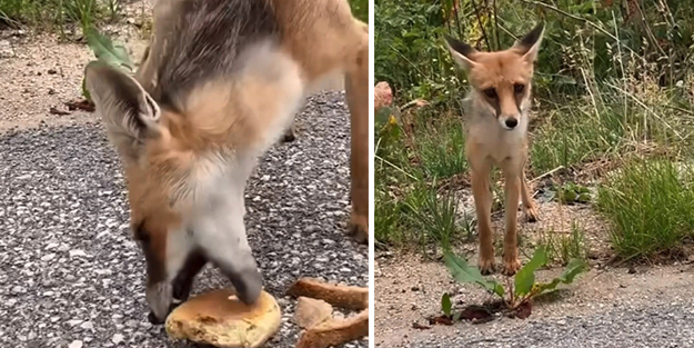 Yiyecek arayan tilkiyi ekmekle beslediler