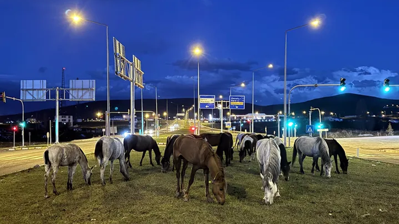 Yiyecek arayan yılkı atları kara yoluna indi!