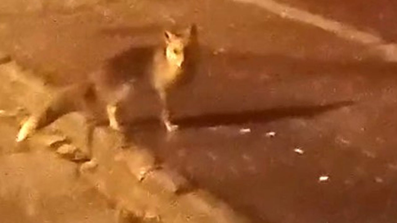 Yiyecek bulamayan tilkiler şehir merkezine indi
