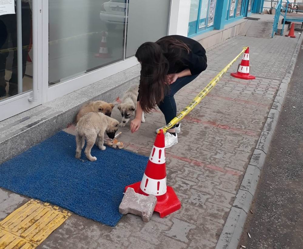 Yiyecek bulmakta zorlanan sokak hayvanlarına vatandaş desteği 