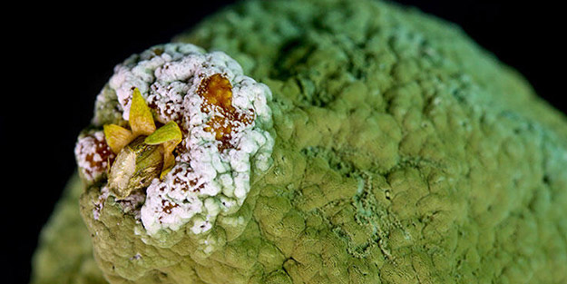 Yiyeceklerdeki gizli tehlike: Aflatoksin! Kansere neden oluyor