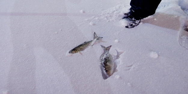 yoğun kar altında bile balık tuttular