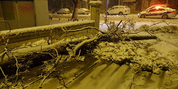 Yoğun kar yağışı ağaçları devirdi!