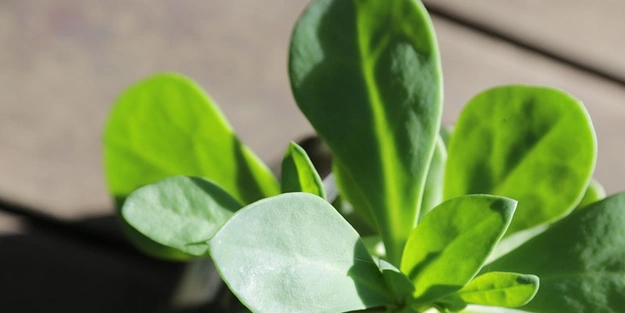 Yoğurdun içine 1 tutam ekleyip yemek yetiyormuş: En kötü derde çare! Hastalık riski nedeniyle pratik tavsiyeler!