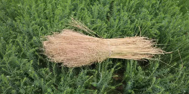 Yoğurdun içine koyup kaşık kaşık tüketin! Yiyenler kolesterol nedir bilmiyor, bağırsakları motor gibi çalıştırıyor