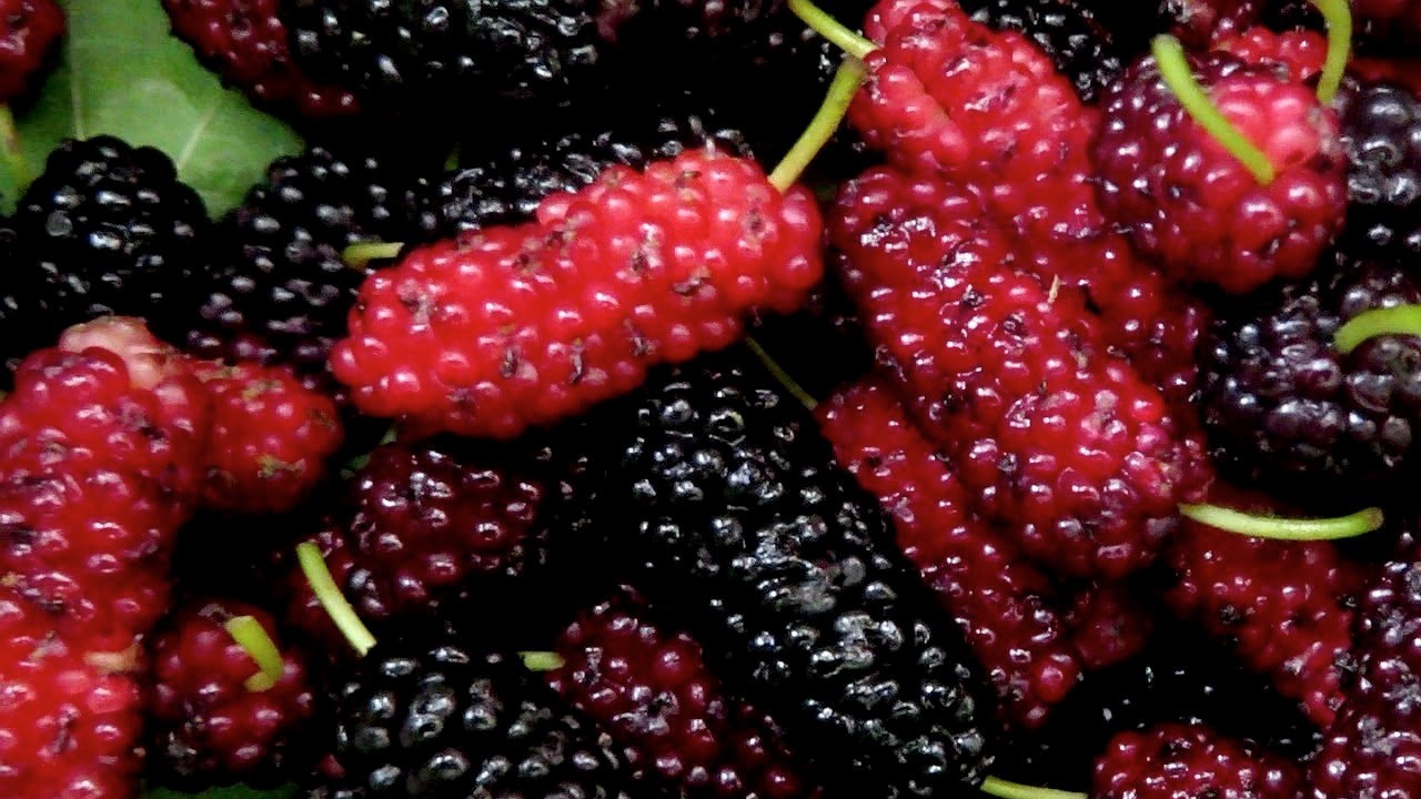 Yoğurdun içine kuru dut koyup yerseniz! O adeta ilaç gibi etkisi var! Bakın ne işe yarıyor?