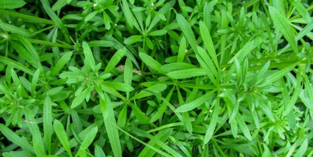 Yoğurt otu: Bağırsakları motor gibi çalıştırıyor! Böbrekleri diyalizden kurtaran besin