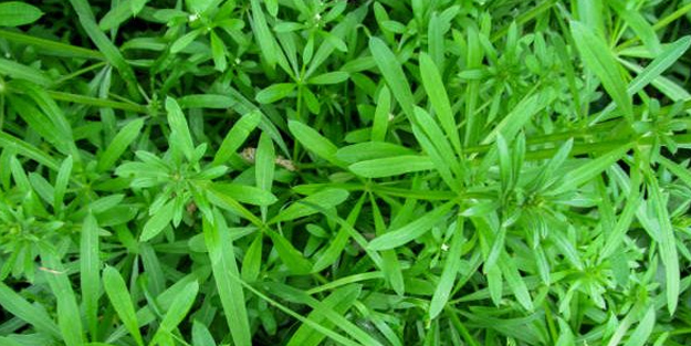 Yoğurt otu: En mükemmel benim diyen ot... Bir diğer adı yapışkan otu nasıl kullanılır?