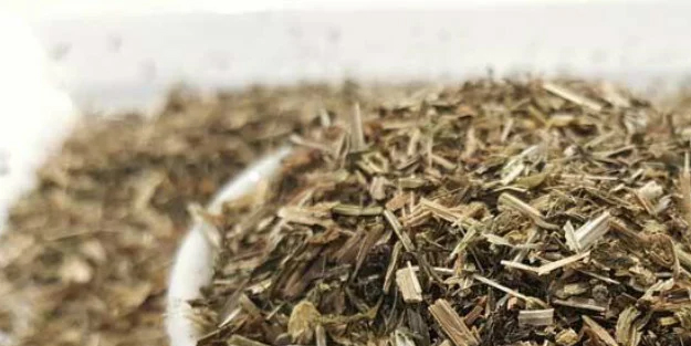 Yoğurt otu, sorunları ortadan kaldırıp imdada yetişiyor! Herkesi şaşırtıyor, sağlığınız için tüketin