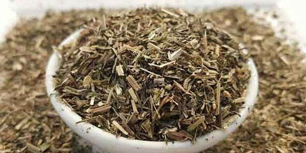 Yoğurt otunun faydasını görünce aktara koşacaksınız