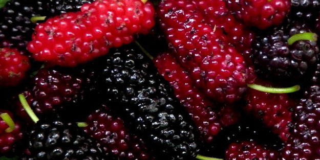 Yoğurt ve kuru dutu karıştırın, faydaları şaşırtıyor! Dut kürü nedir, ne işe yarar?