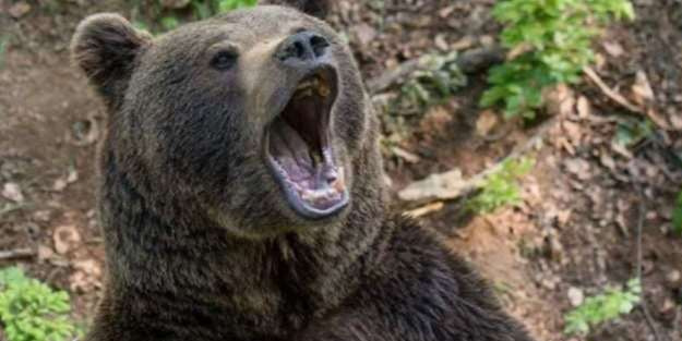 Yok artık dedirten olay: Türkiye’de ayı popülasyonu böyle arttı! Uzman isimden dikkat çeken açıklaması