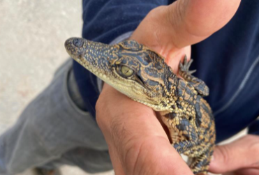 Yok artık dedirtti! Evinde timsah besliyordu, gözaltına alındı