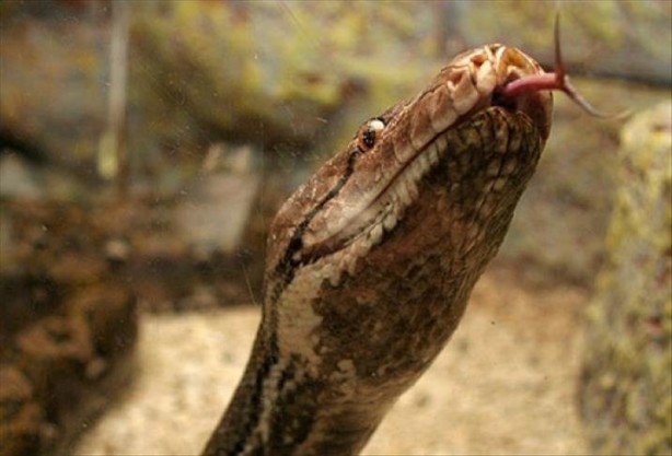 Yok artık, dehşete düşüren olay! Her yerde tüm görevliler aradı: 7 metrelik yılan! Piton 25 yaşındaki adamı bir lokmada yuttu