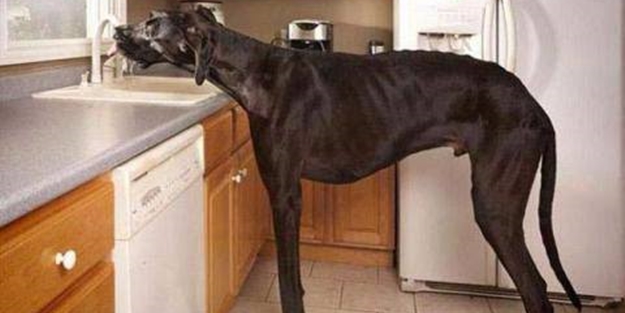 'Yok artık' diyeceğiniz ilginç rekorlar - FOTO