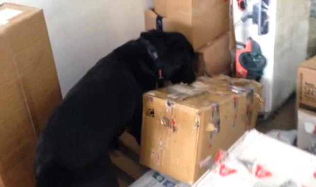 Yok artık! Kargodan bakın ne çıktı?