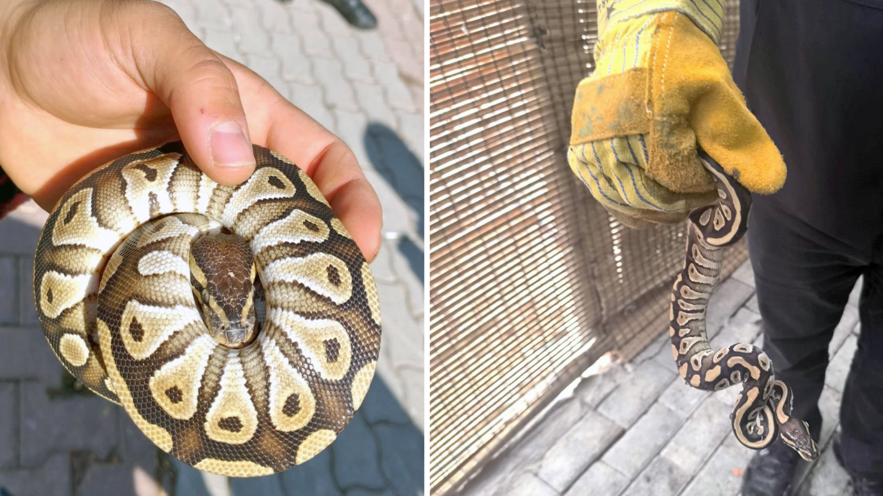 Yok artık Konyalı! Polis de şok oldu: Polisin çevirdiği Konyalının cebinden yavru piton çıktı