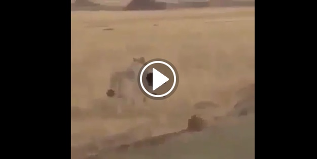 Yok artık! Kurt kuzuyu kaptı