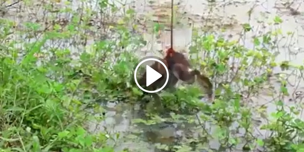 Çok şaşıracaksınız! Balığı bakın nasıl avladılar