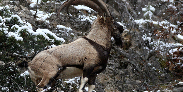 Yok böyle ceza! Keçiyi avladığına bin pişman oldu