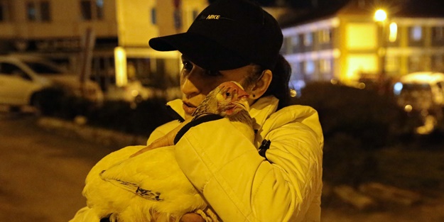 Yol arkadaşı tavuğuyla sahipsiz hayvanları besliyor