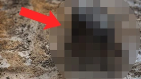 Yol kazısı sırasında topraktan çıktı! Gözlerine inanamadılar! Tamı tamına 100 tane