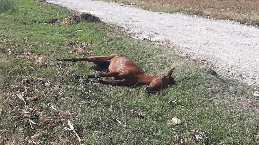 Yol kenarına atılan yaralı at dakikalarca can çekişti 