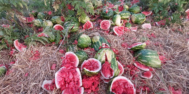 Yol kenarına atılmış onlarca karpuz bulundu