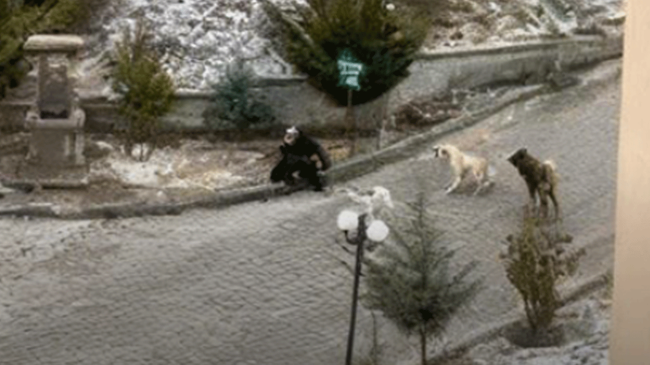 Yol kenarında bekleyen kadın köpeklerin saldırısına uğradı!