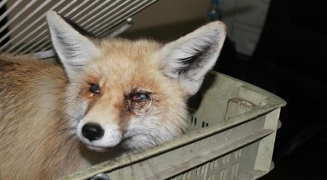 Yol kenarında bulunan tilkiye katarakt ameliyatı yapılacak