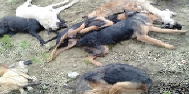 Yol kenarında bulunmuşlardı! Köpek ölümleriyle ilgili yeni gelişme