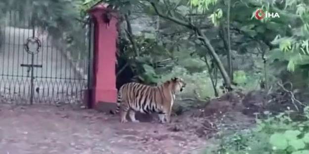 Yol kenarında görülen Bengal kaplanı endişelendirdi!