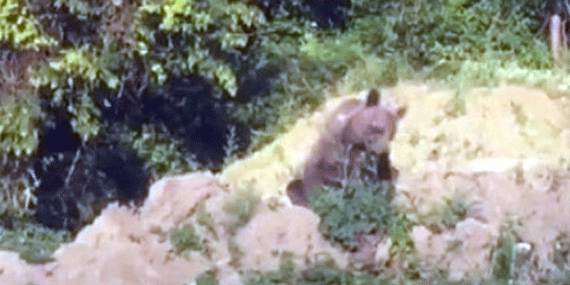 Yol kenarında görüntülendi! Uzmanlar, günler öncesinden uyarmıştı, kameralara yakalandı