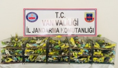 Yol kontrolünde 630 kaçak muhabbet kuşu ele geçirdi
