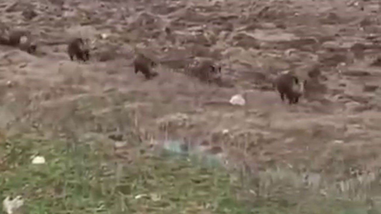 Yol ortasında domuz sürüsü!