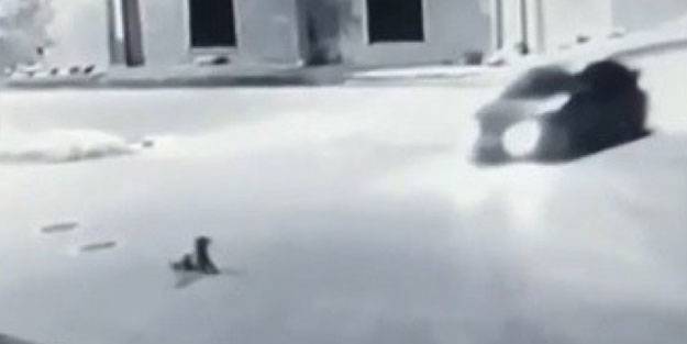 Yol ortasında yatan köpeği bilerek ezdi