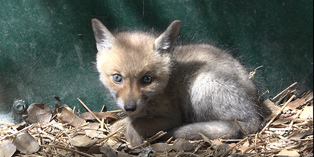 Yol yapım çalışması sırasında bulunan yavru tilki koruma altına alındı