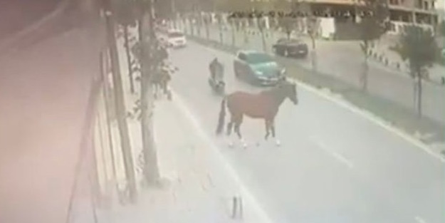 Yola çıkan başıboş at, kazaya neden oldu