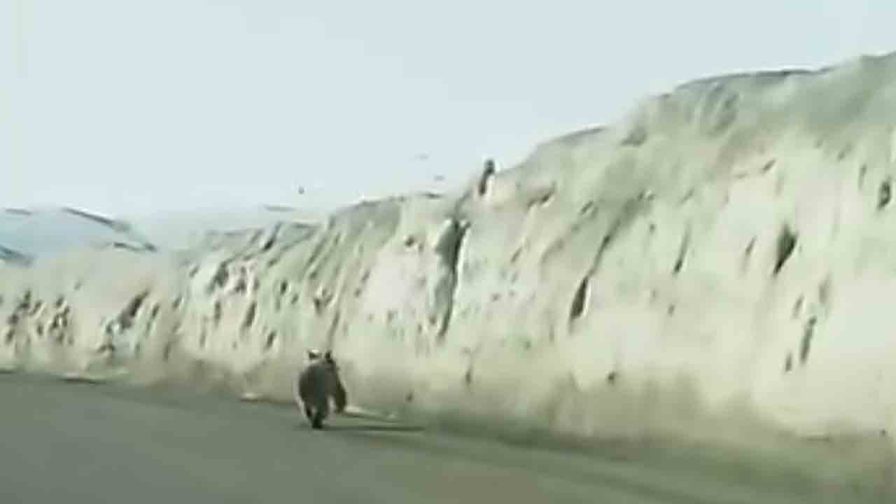 Yola inen ayı paniği: Van’da ayı alarma geçirdi