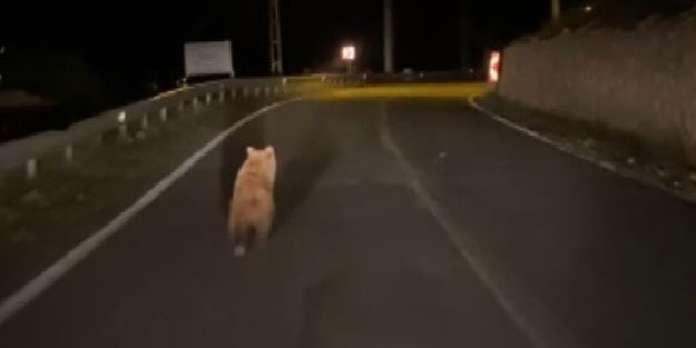 Yola inen bozayı görüntülendi