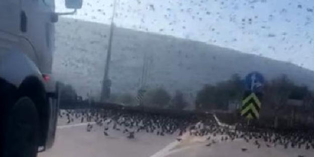 Yola inen sığırcık sürüsü, sürücülere zor anlar yaşattı