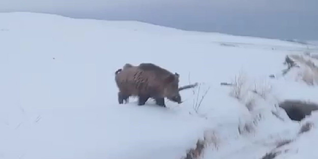 Yola inen yaban domuzu kameraya yansıdı