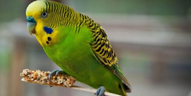 Yolcu otobüsünden kuş fışkırdı!