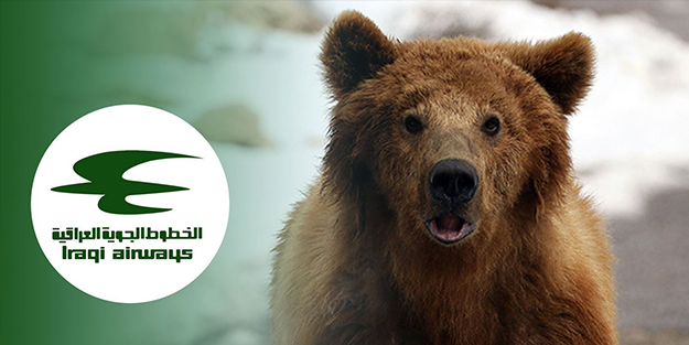 Yolcu uçağının kargo bölümünde taşınan ayı kafesinden kaçtı