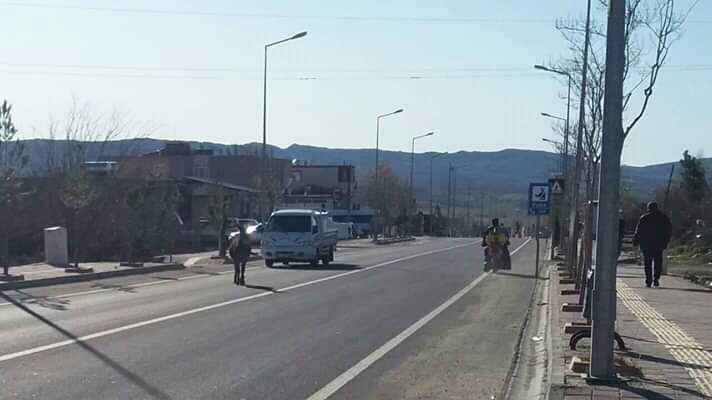 Yolda başıboş gezen eşek sürücülere zor anlar yaşattı 