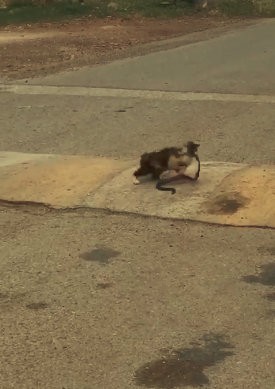 Yolda bulduğu 1 metrelik yılanı ağzına alıp götüren kedi pes dedirtti 