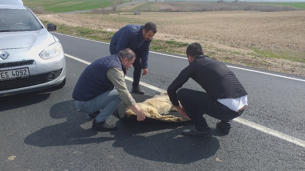 Yolda can çekişirken buldular 