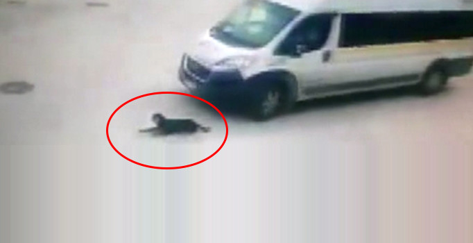 Yolda uyuyan köpeği ezen cani şoför işten atıldı