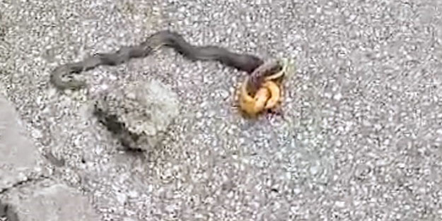 Yoldaki yılan vatandaşları korkuttu